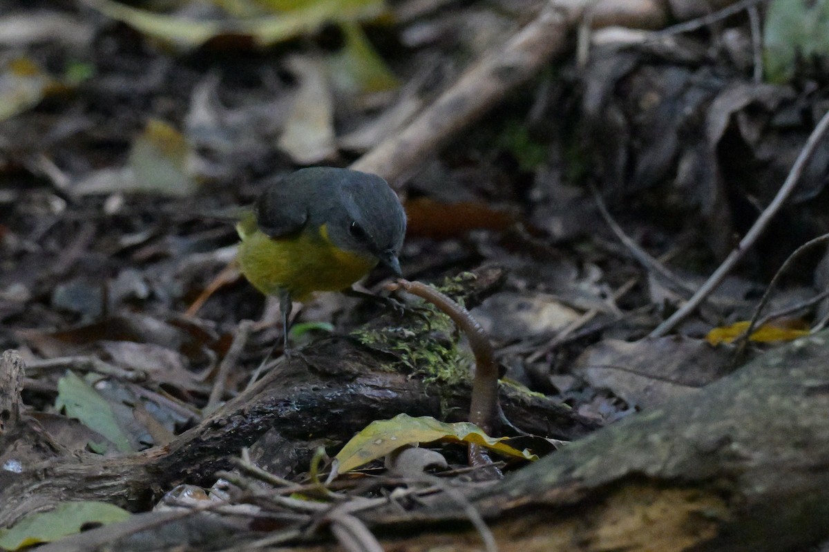 Eastern Yellow Robin - ML645129408
