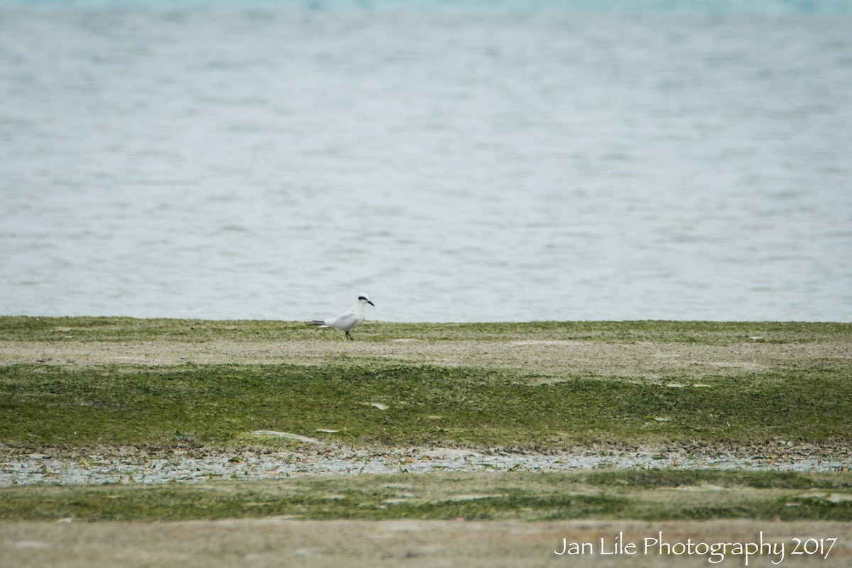 Australian Tern - ML64512941