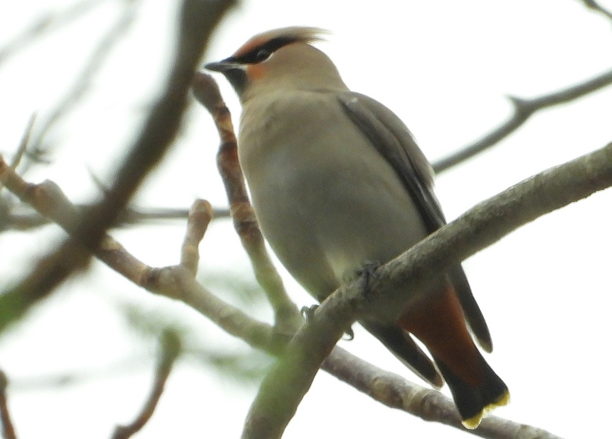 Ampelis Europeo - ML645129414