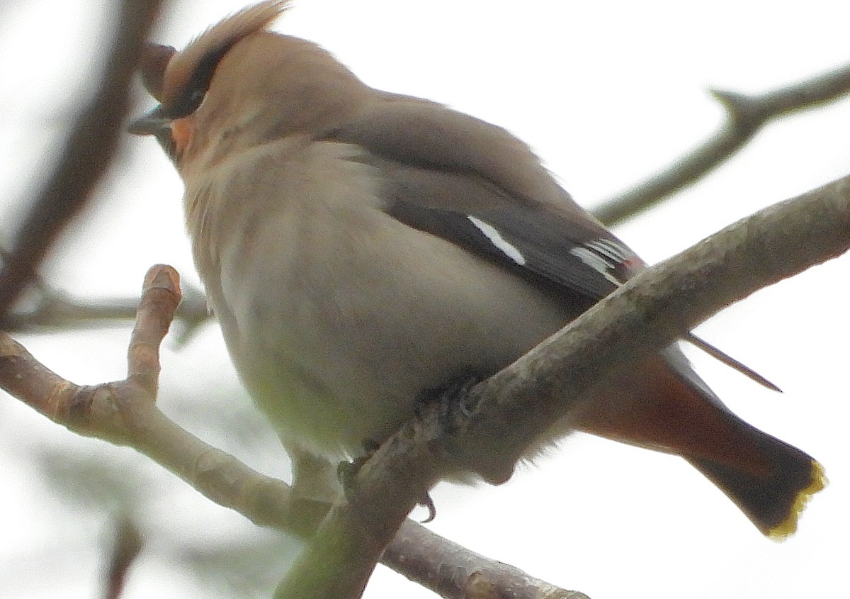 Ampelis Europeo - ML645129426