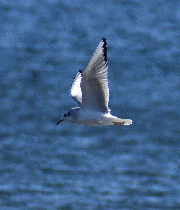 Bonaparte's Gull - ML645129427