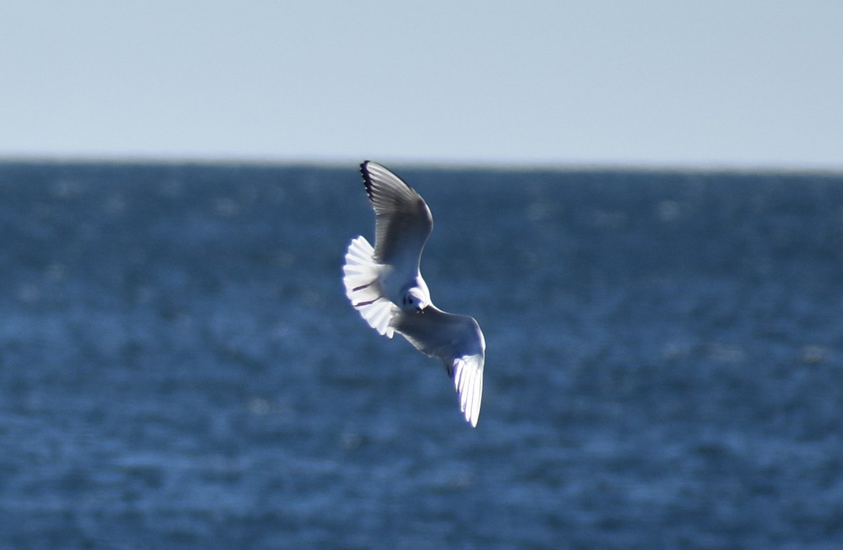 Bonaparte's Gull - ML645129428