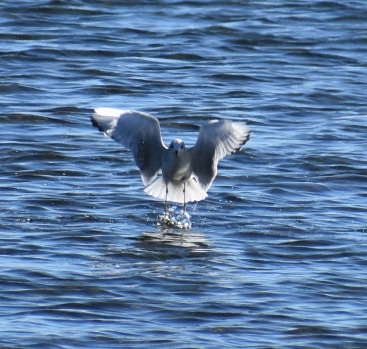 Bonaparte's Gull - ML645129429