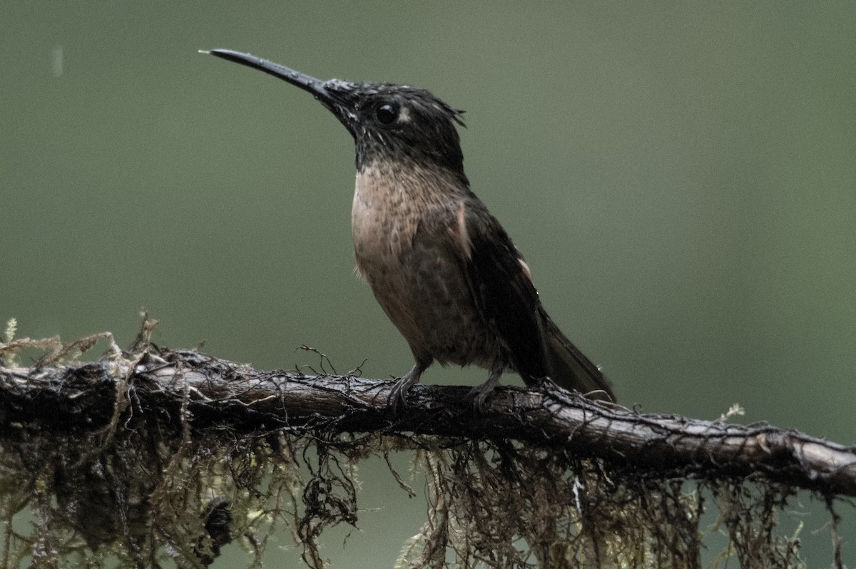 チャムネテリハチドリ - ML645129442