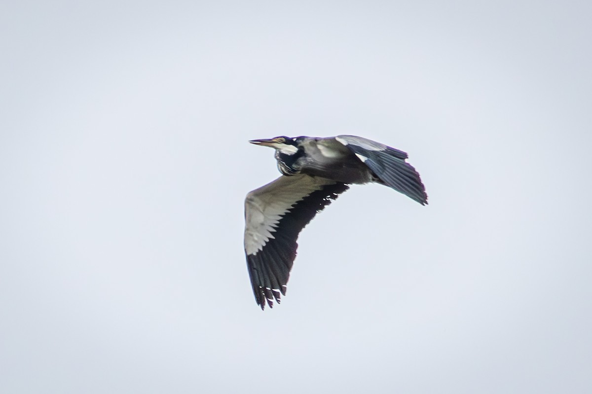 Héron mélanocéphale - ML645129452