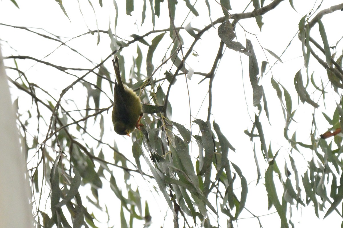 Glockenhonigfresser - ML645129462