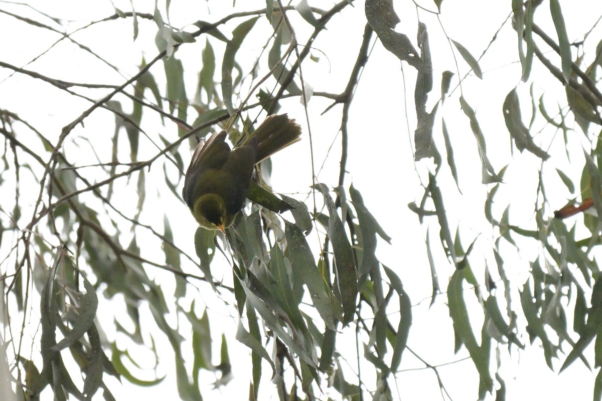 Glockenhonigfresser - ML645129463