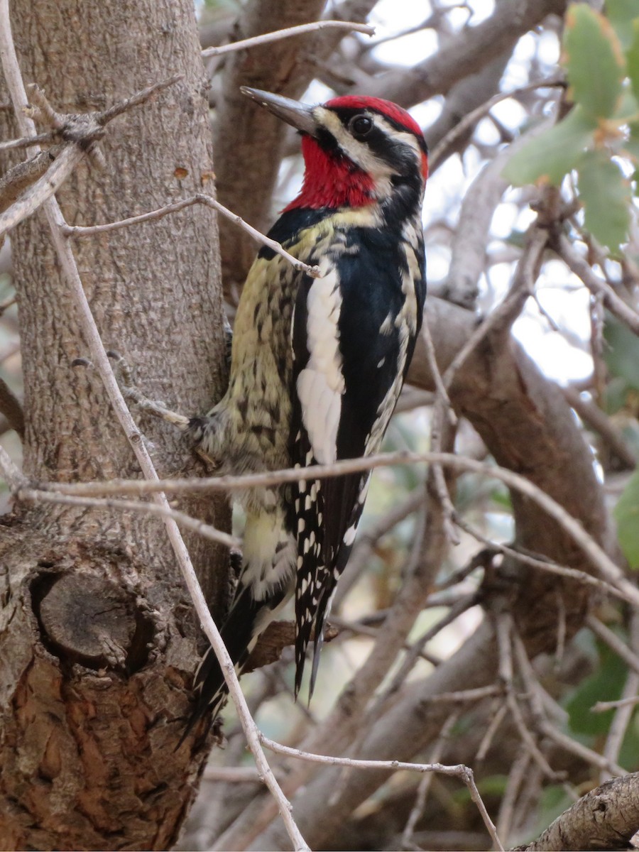 Rotnacken-Saftlecker - ML645129473