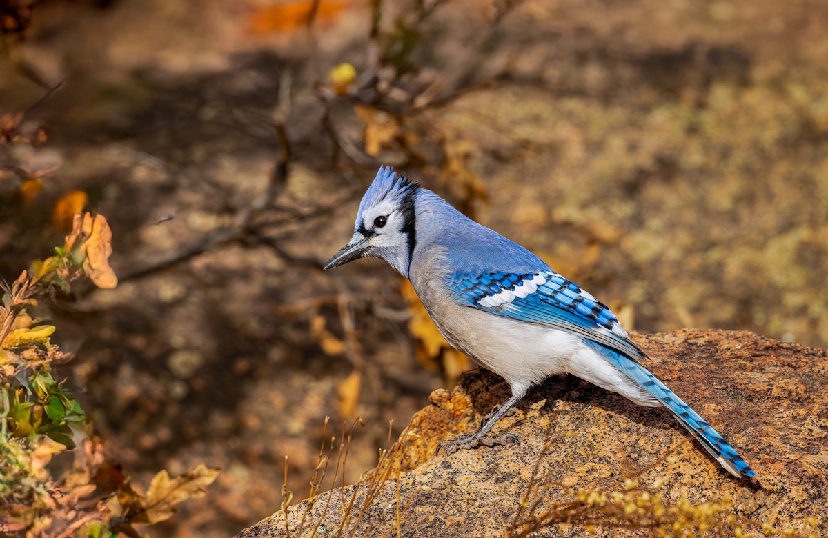 Blue Jay - ML645129478