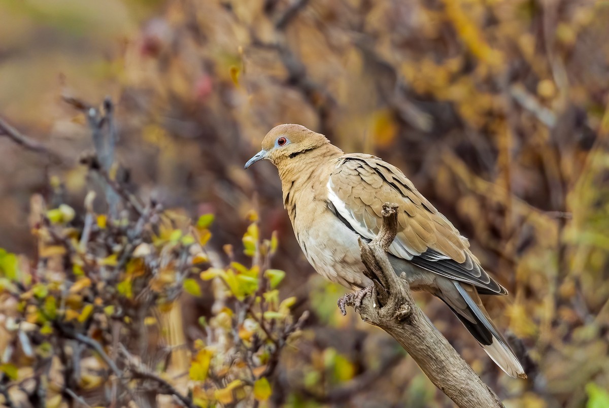 White-winged Dove - ML645129494