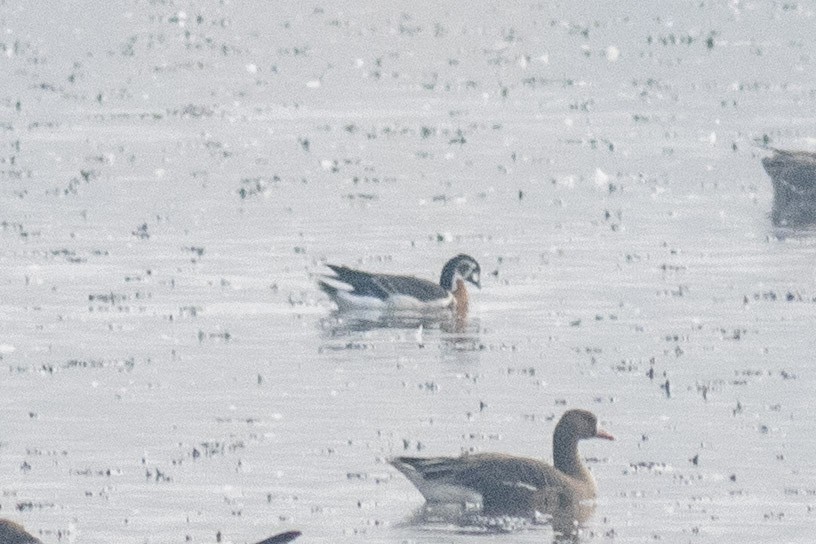 Red-breasted Goose - ML645129498