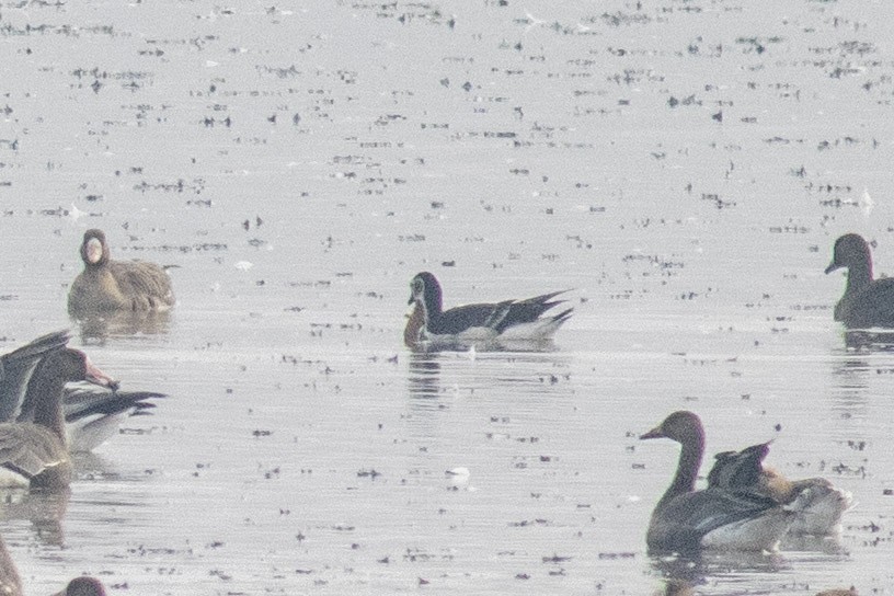 Red-breasted Goose - ML645129499