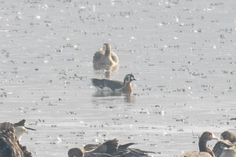 Red-breasted Goose - ML645129500