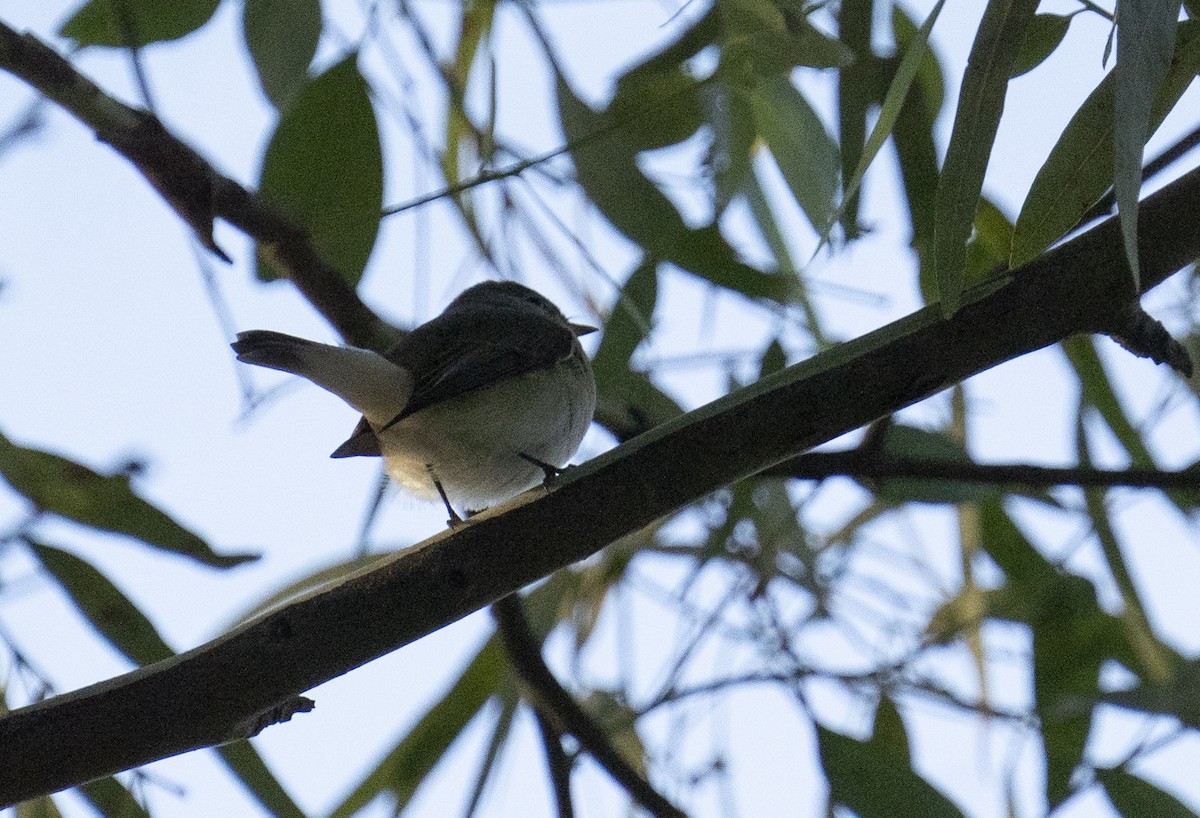 Red-breasted Flycatcher - ML645129503