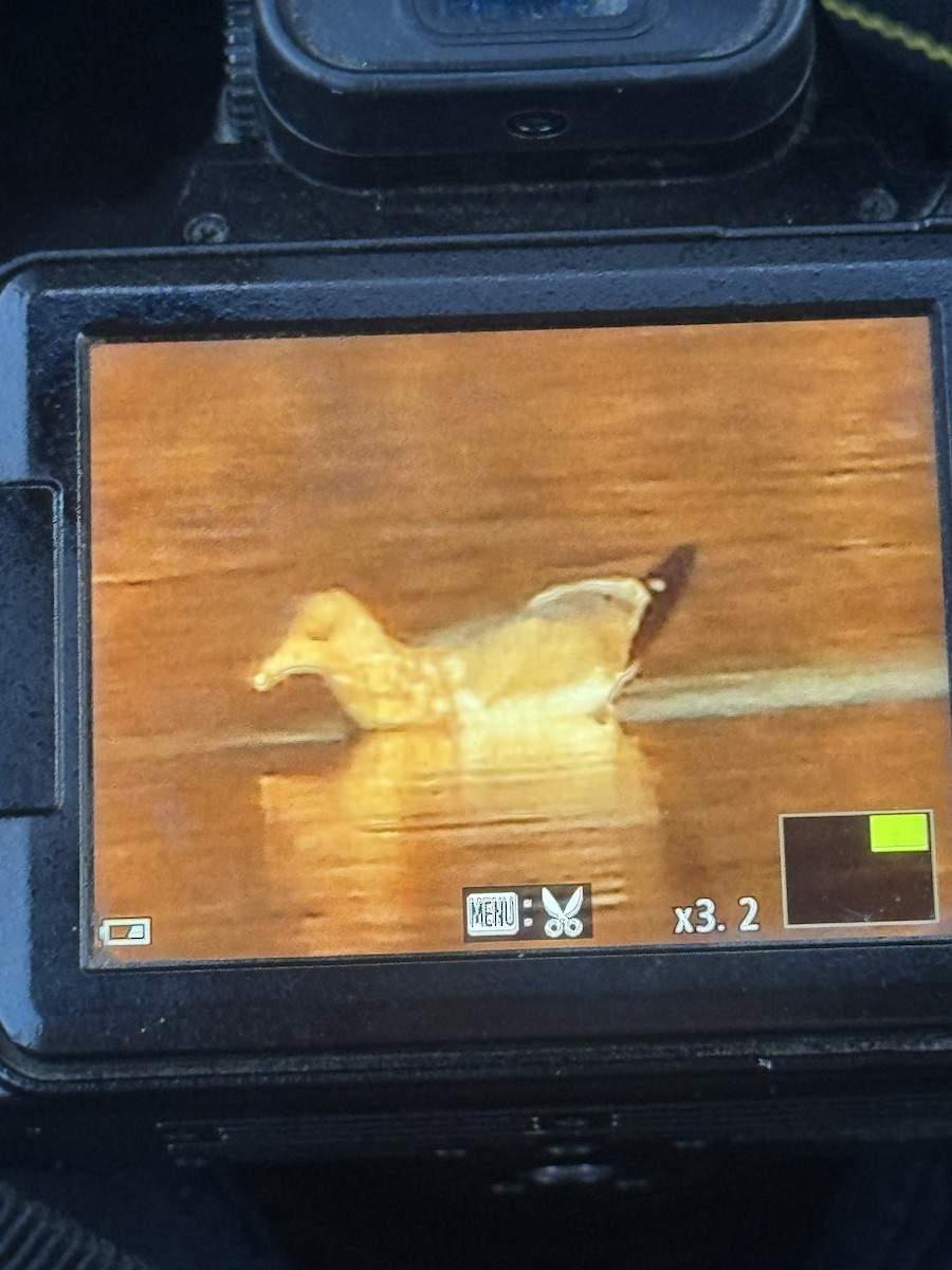 American Herring Gull - ML645129519
