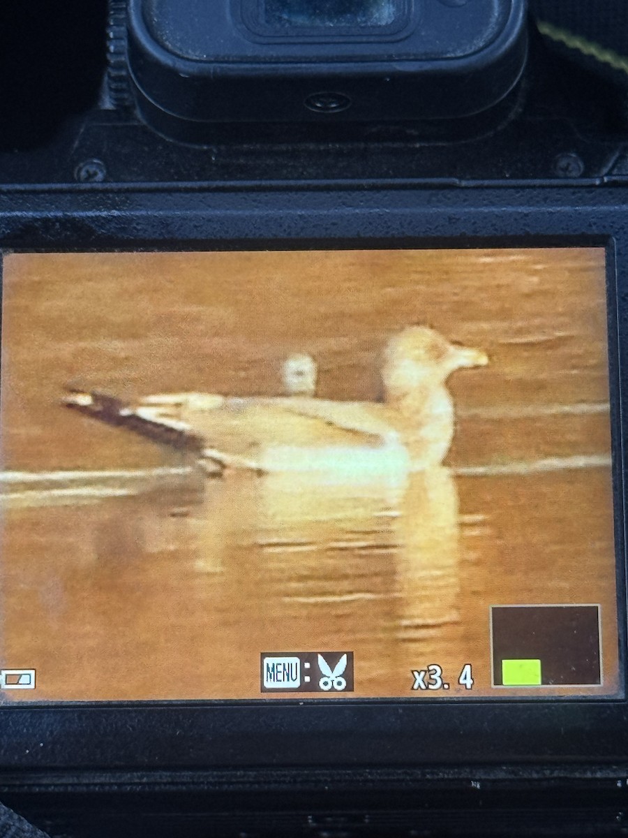 American Herring Gull - ML645129520