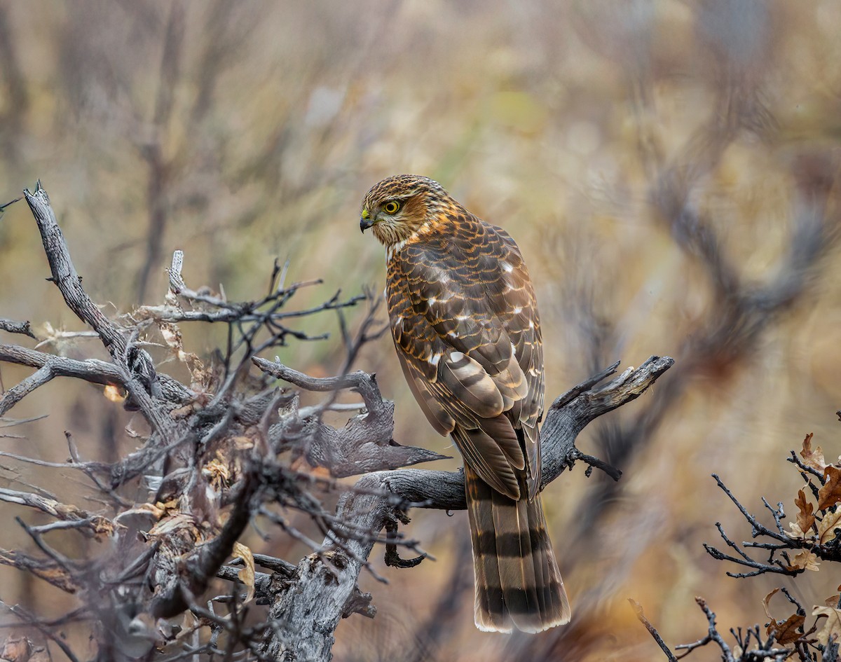 Sharp-shinned Hawk - ML645129525