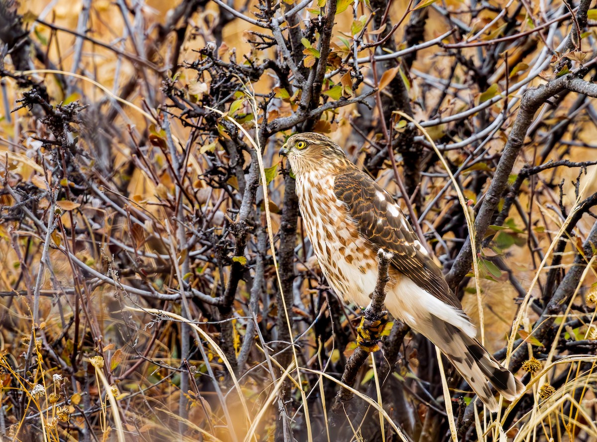 Sharp-shinned Hawk - ML645129526