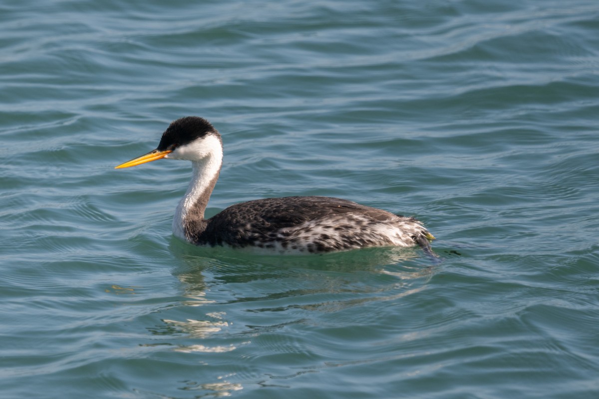 Western x Clark's Grebe (hybrid) - ML645129532
