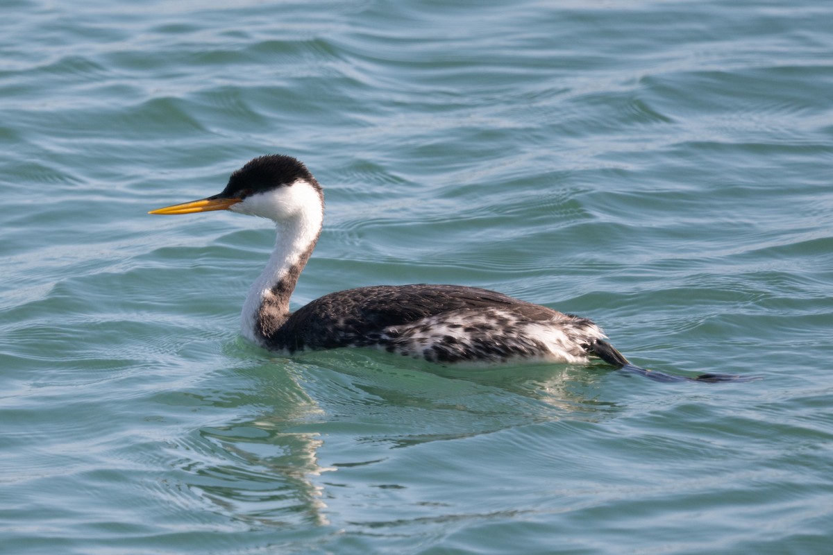 Western x Clark's Grebe (hybrid) - ML645129533