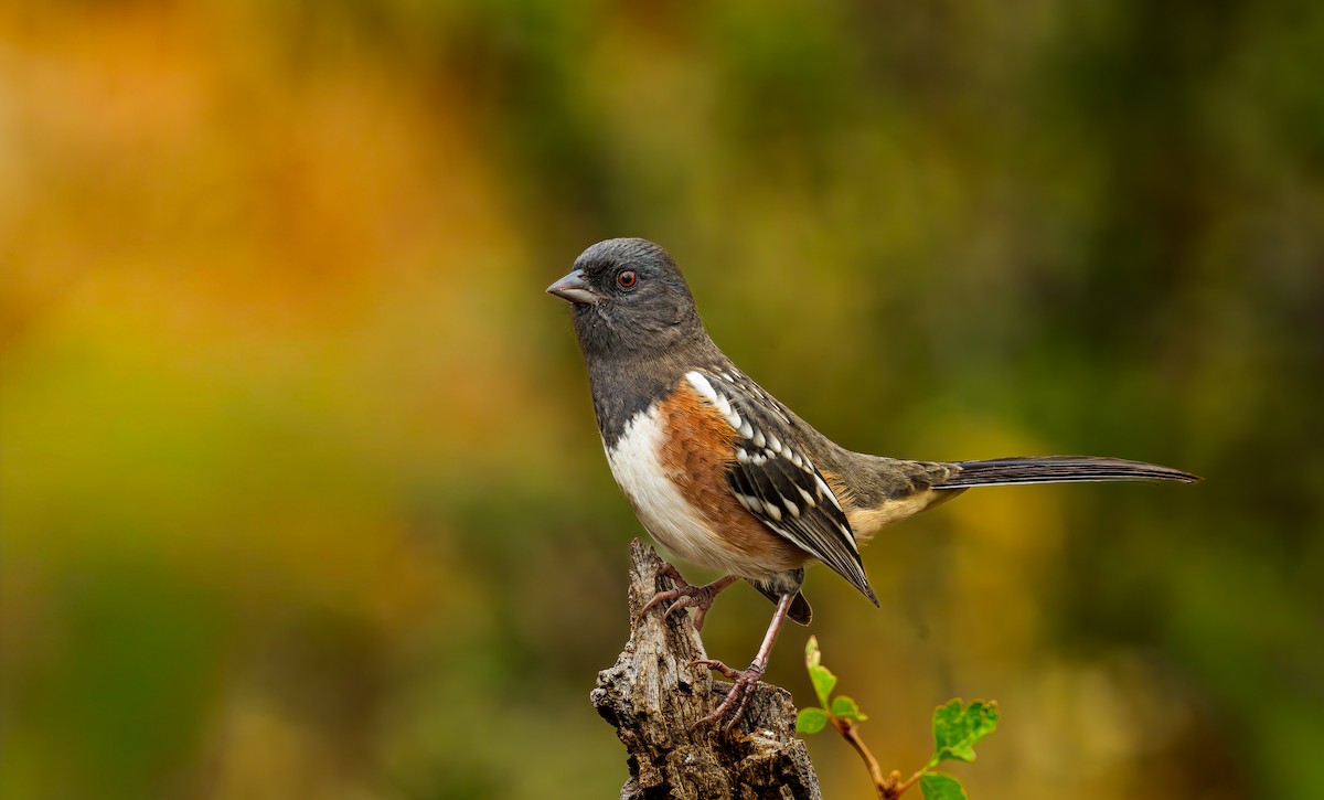 Spotted Towhee - ML645129539