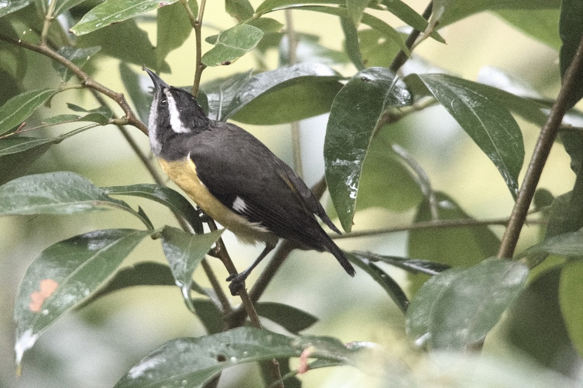 Sucrier à ventre jaune - ML645129542