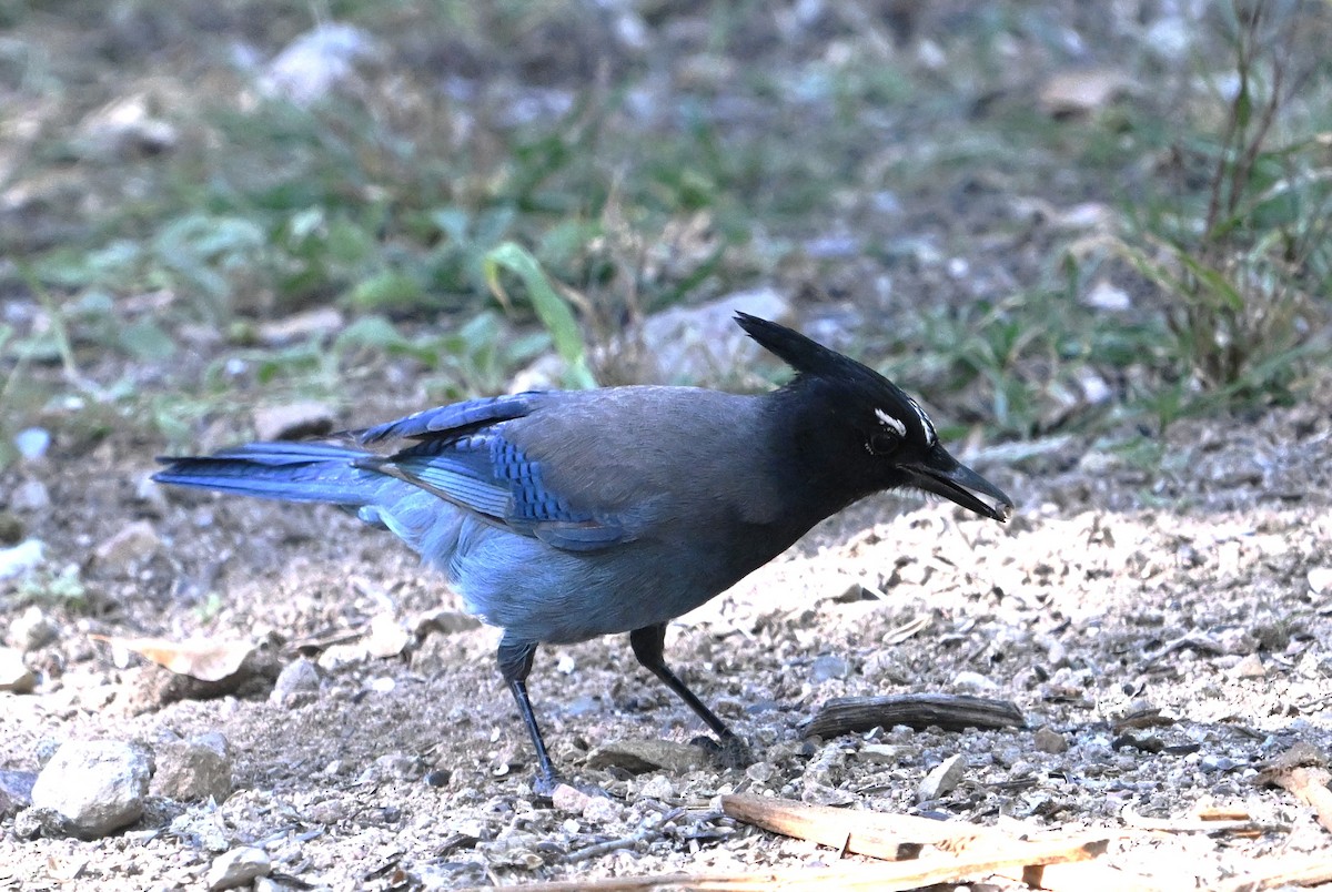 Steller's Jay - ML645129547