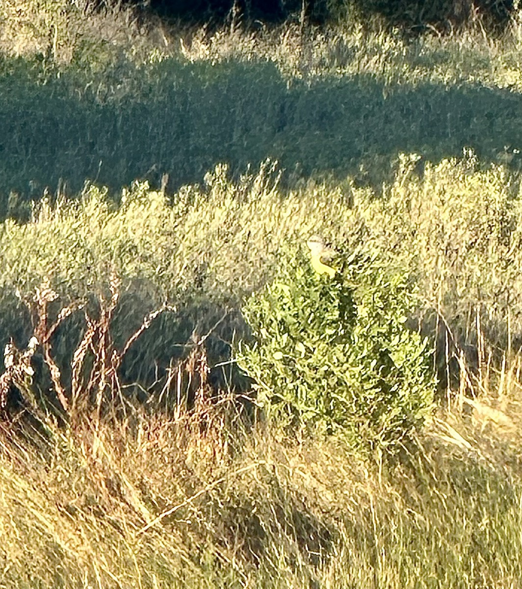 Western Kingbird - ML645129556