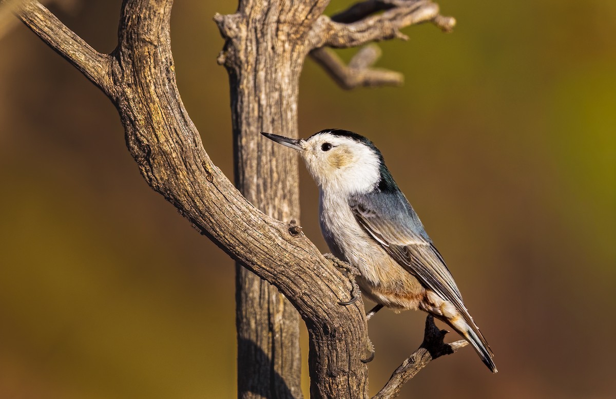 White-breasted Nuthatch - ML645129570