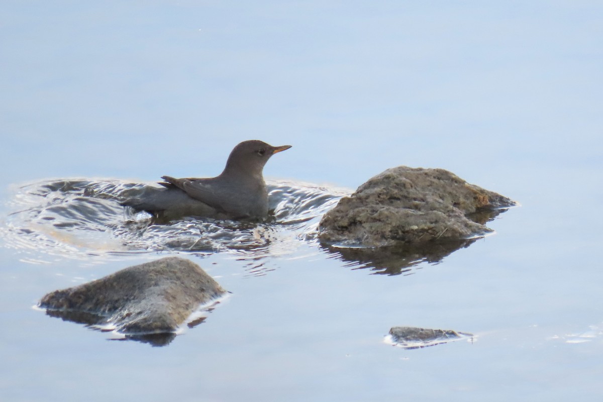 American Dipper - ML645129580