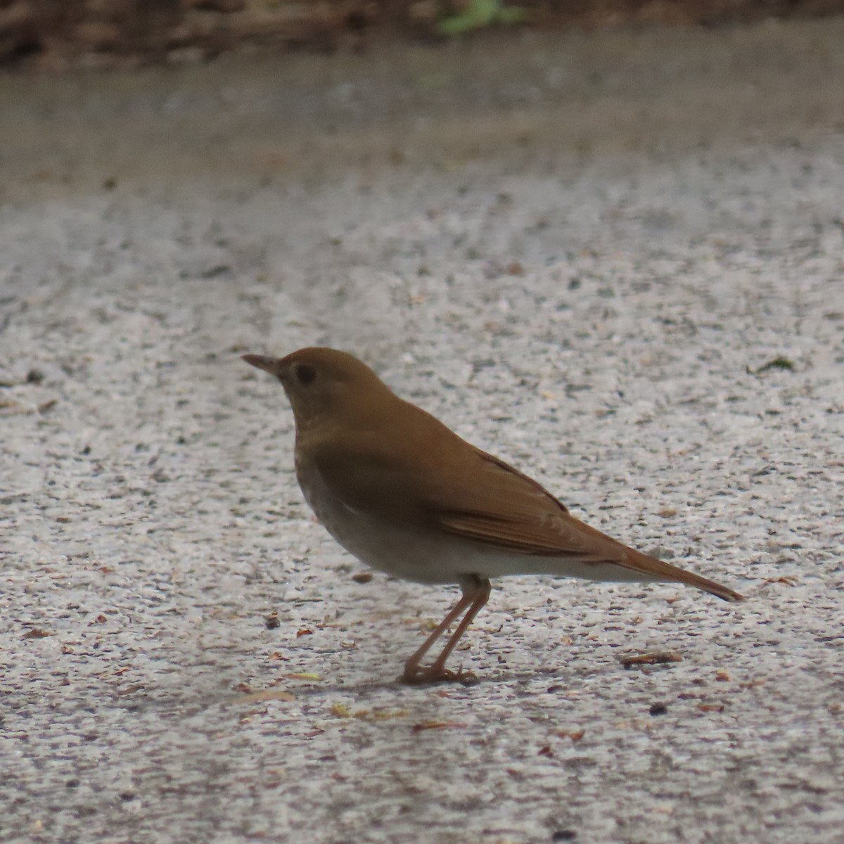 viriskogtrost - ML645129581