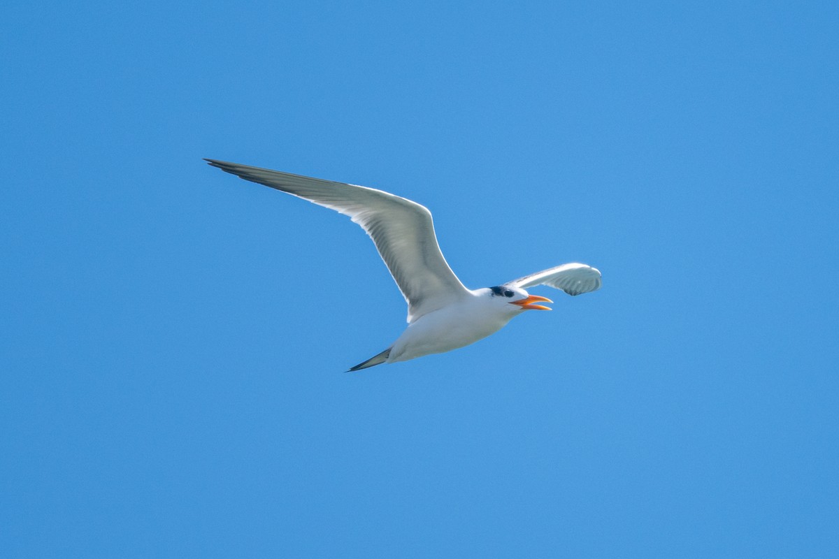 Royal Tern - ML645129587