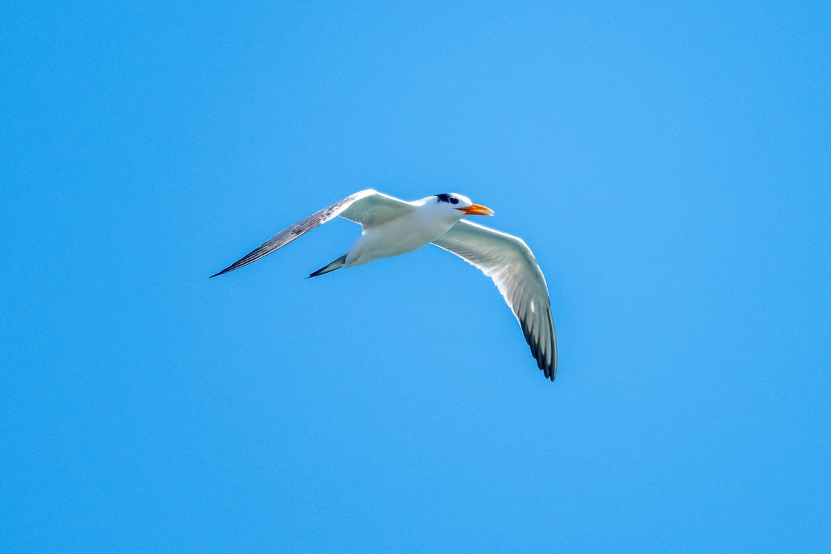 Royal Tern - ML645129589