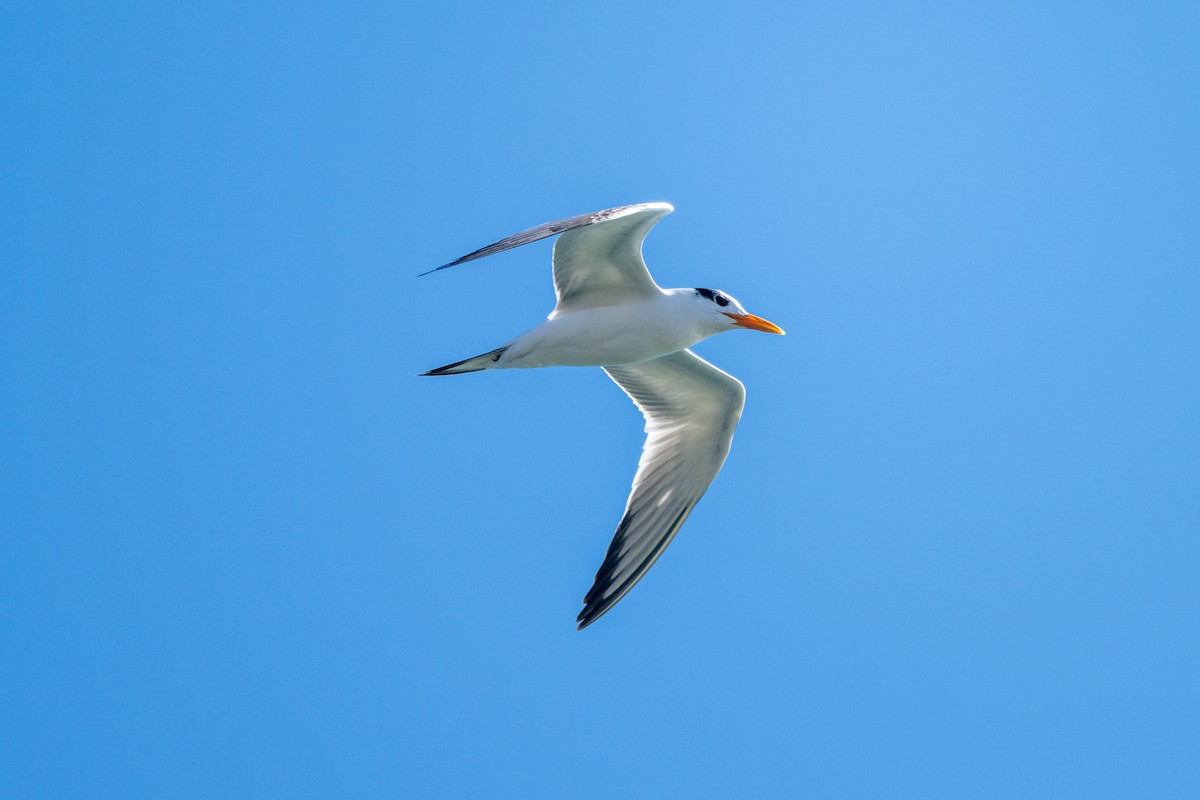 Royal Tern - ML645129590
