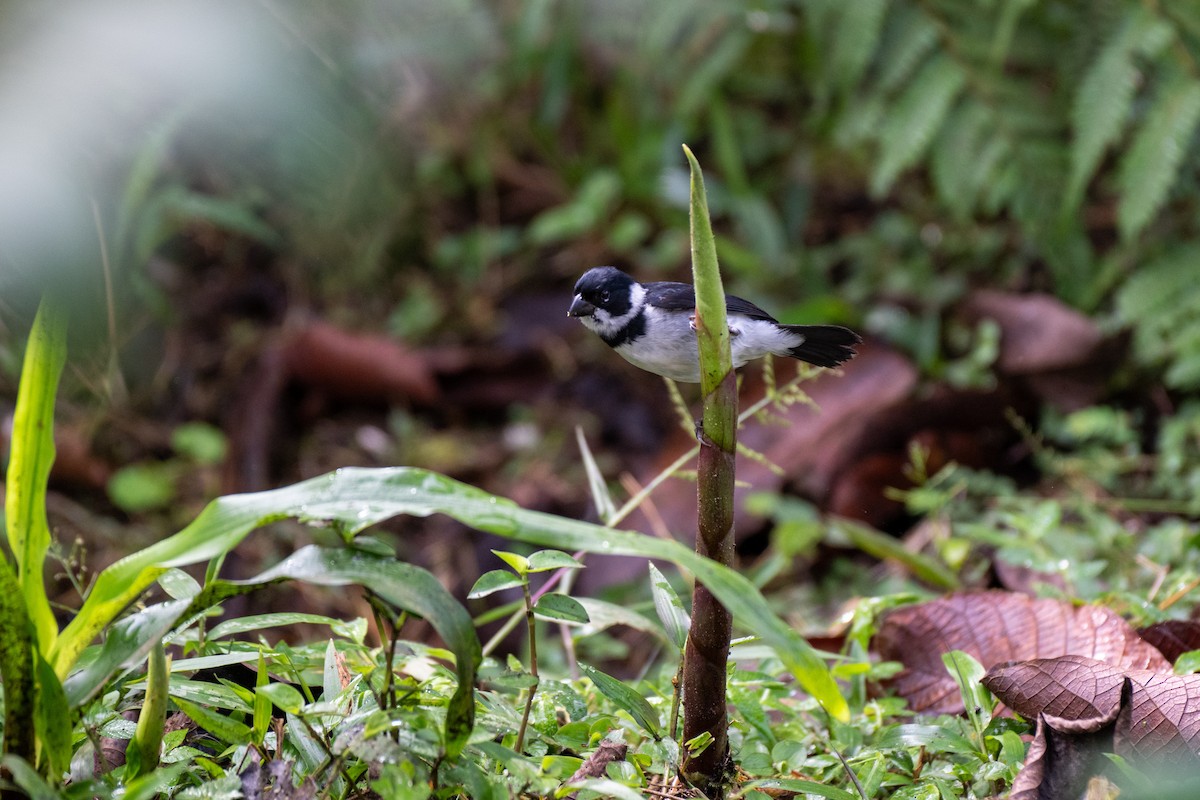 Variable Seedeater - ML645129597