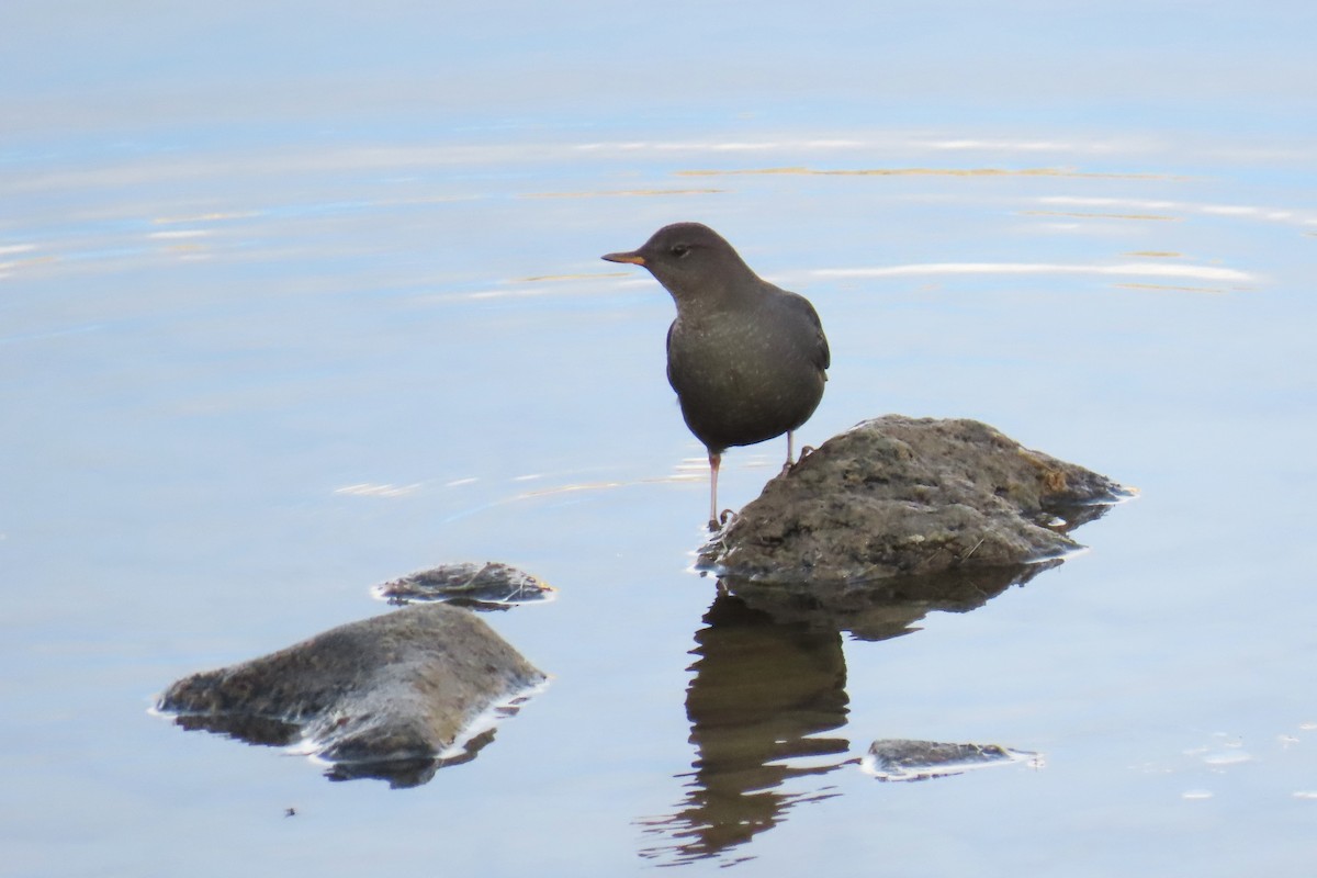 American Dipper - ML645129605
