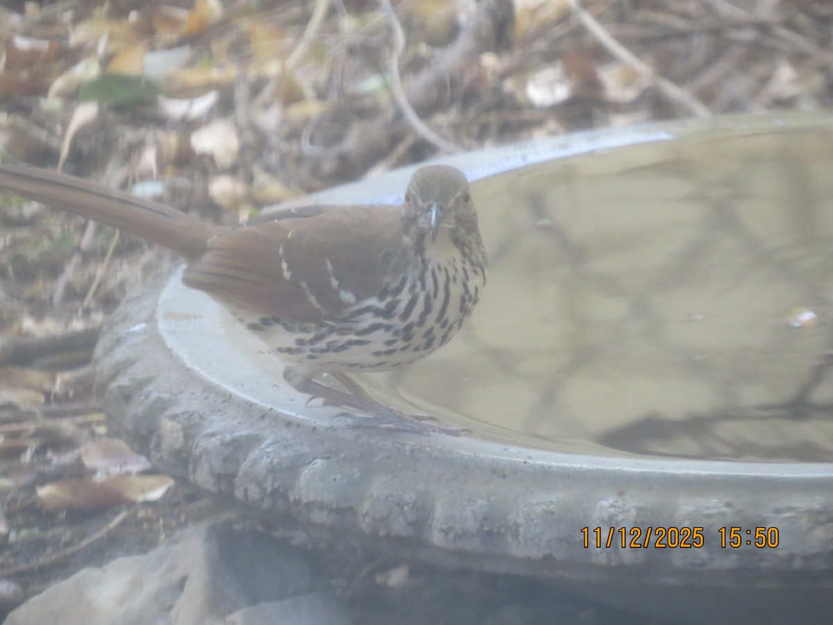 Long-billed Thrasher - ML645129618