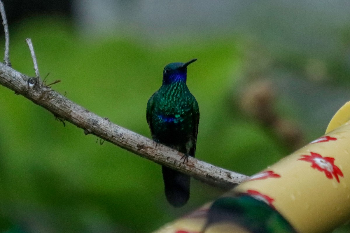 fiolørekolibri - ML645129622