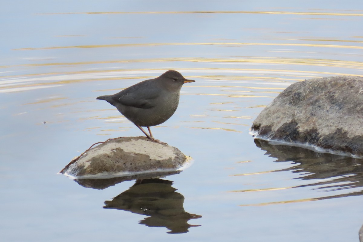 American Dipper - ML645129628