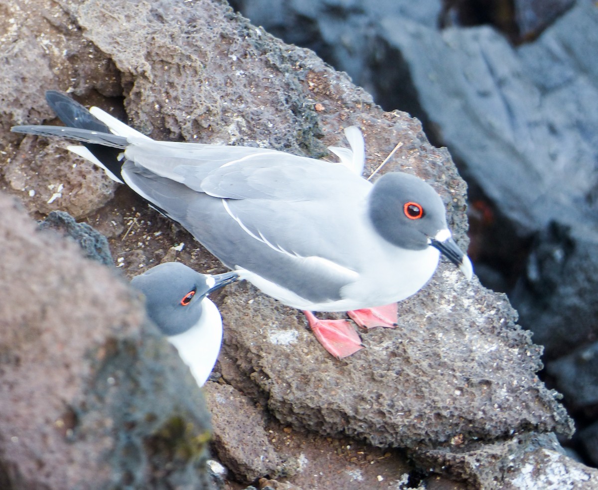 Swallow-tailed Gull - ML645129640