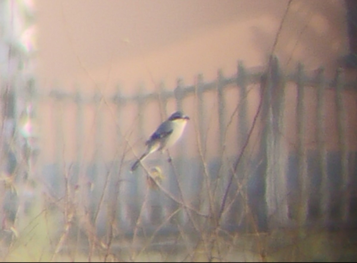 Iberian Gray Shrike - ML645129645