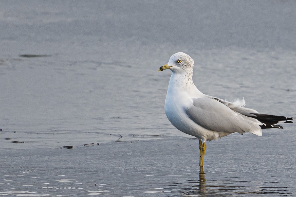 Ring-billed Gull - ML645129672