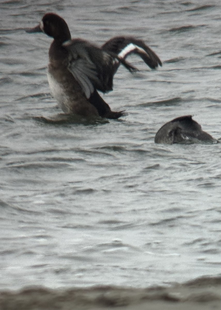 Greater Scaup - ML645129692