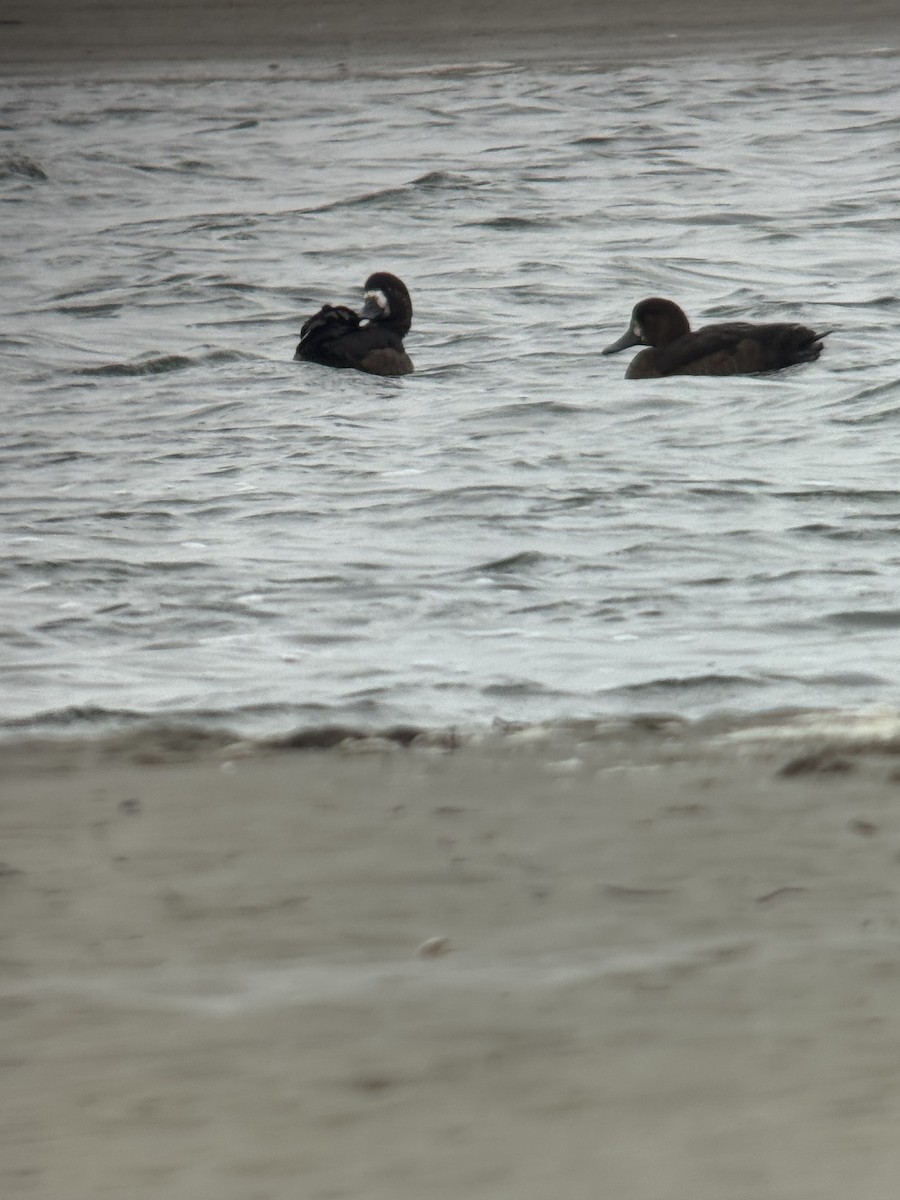 Greater Scaup - ML645129693