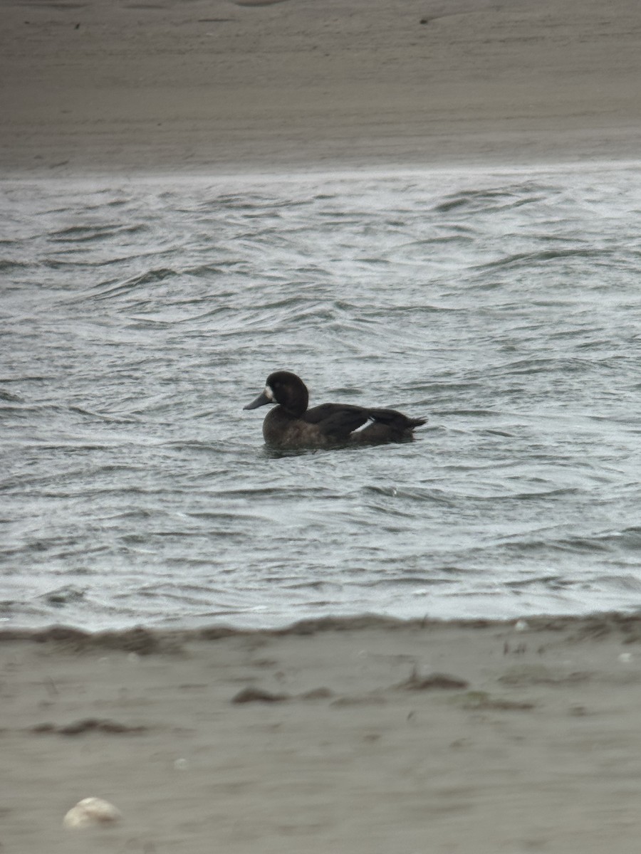 Greater Scaup - ML645129694