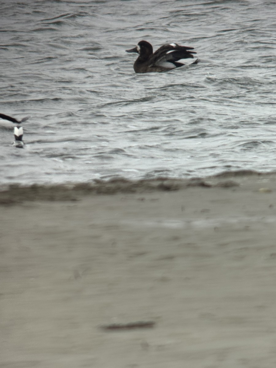 Greater Scaup - ML645129695