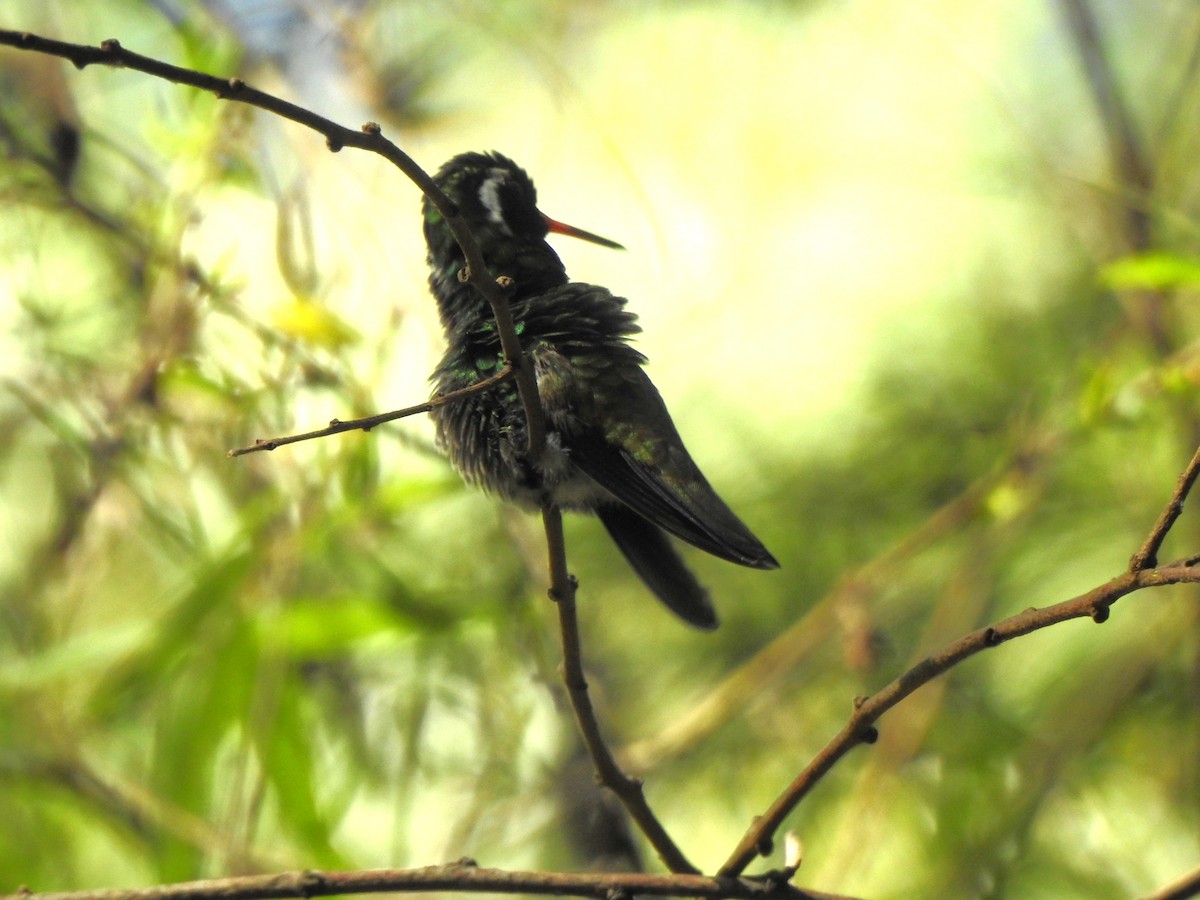 White-eared Hummingbird - ML645129700