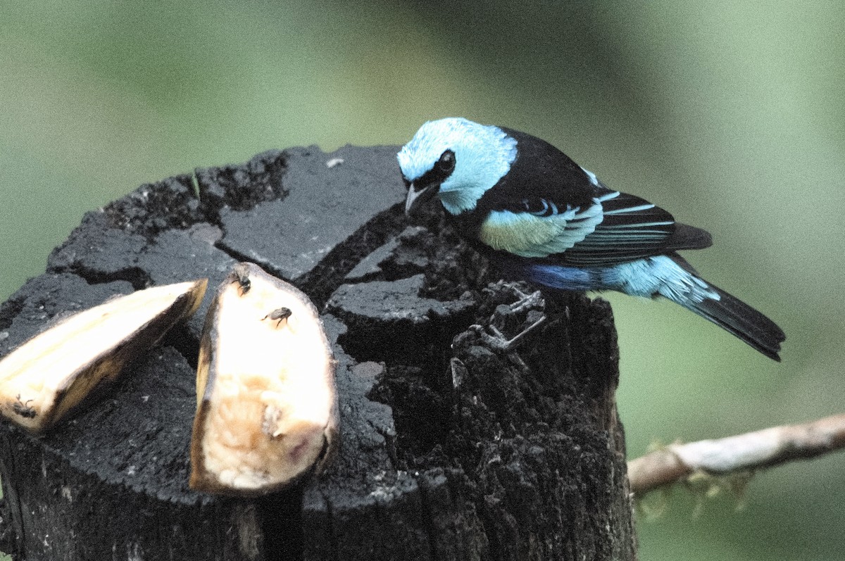 Blue-necked Tanager - ML645129728