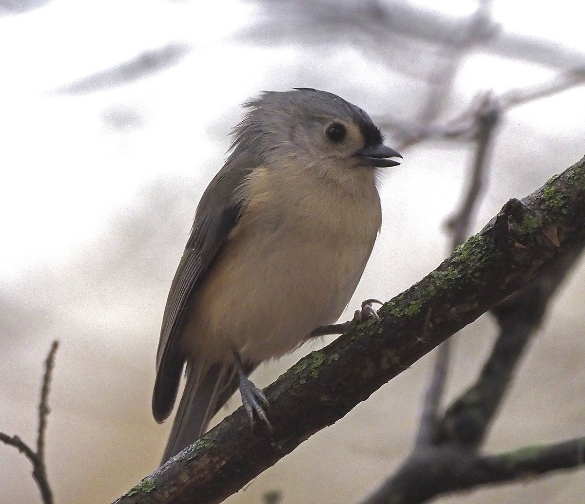 Tufted Titmouse - ML645129743