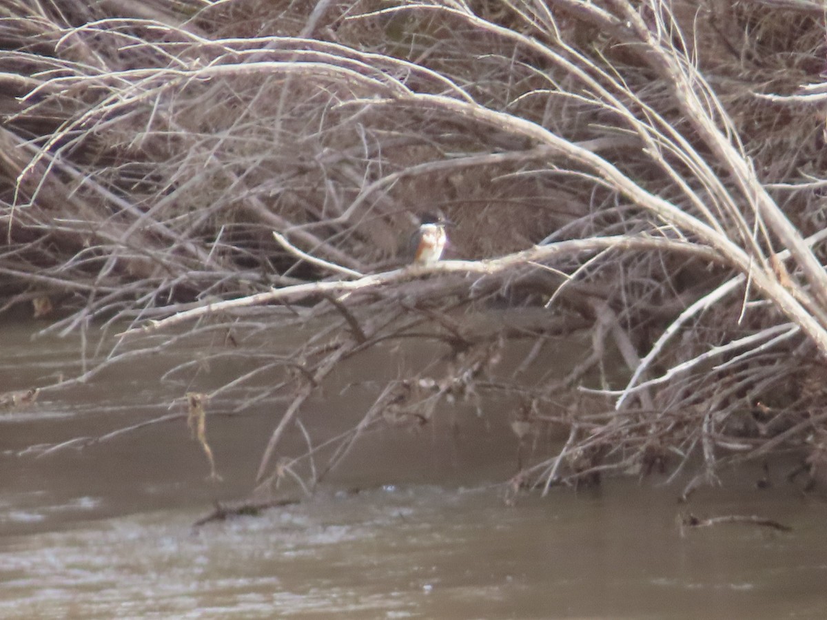 Gürtelfischer - ML645129745